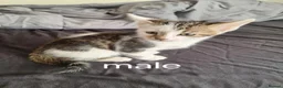 Mixed Breed cats for sale: 4 beautiful kittens  in Brighouse - Advert 4