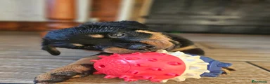 Rottweiler 2 - pink collar 