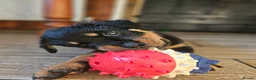 Rottweiler dogs for sale: Strong working line Rottweiler pups for sale in Dartford - Advert 19