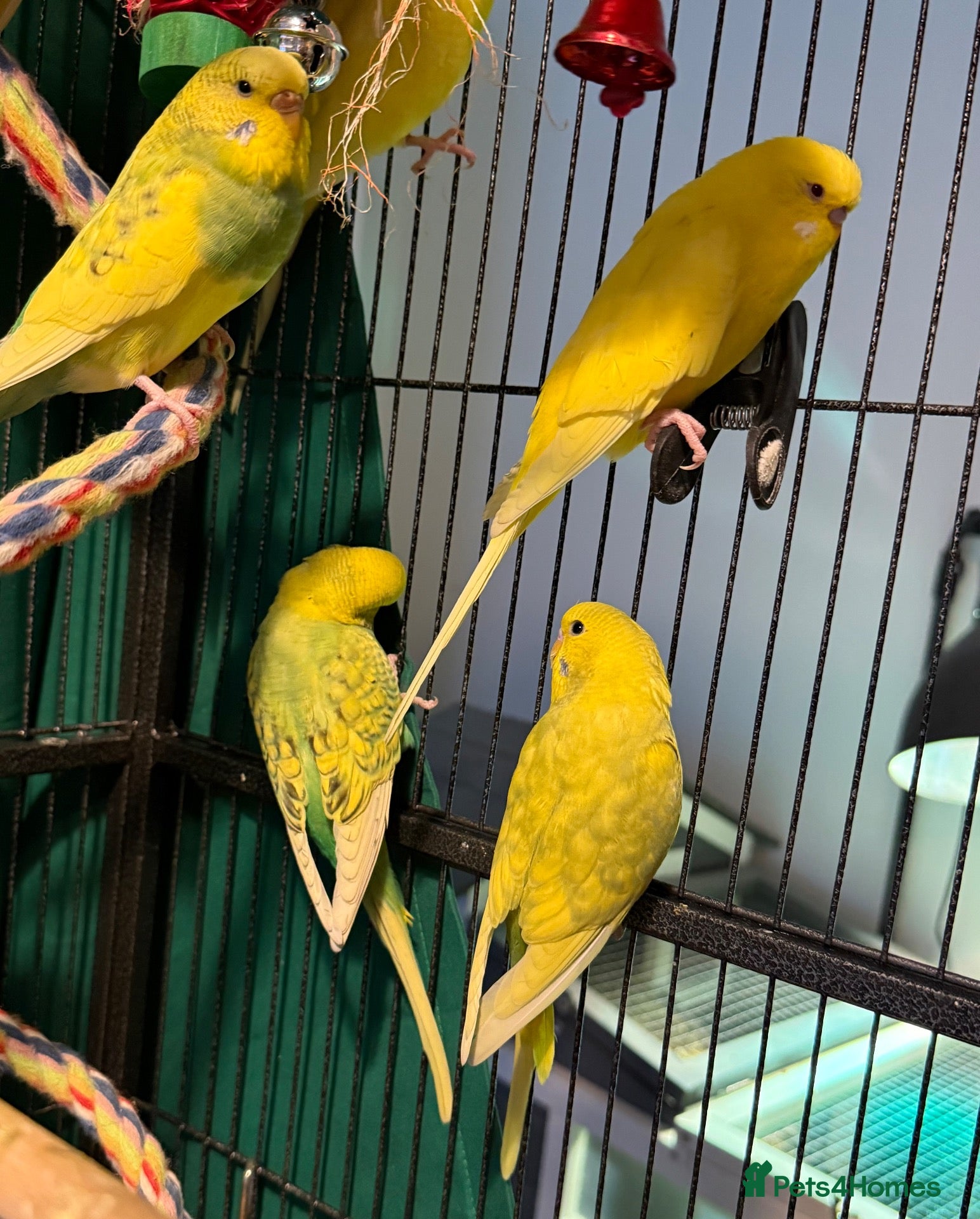 Budgerigars birds Young budgies indoor raised   Runcorn wa7   - Advert 1