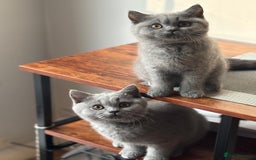 British Shorthair cats for sale: Stunning British shorthair kittens  - Image 1