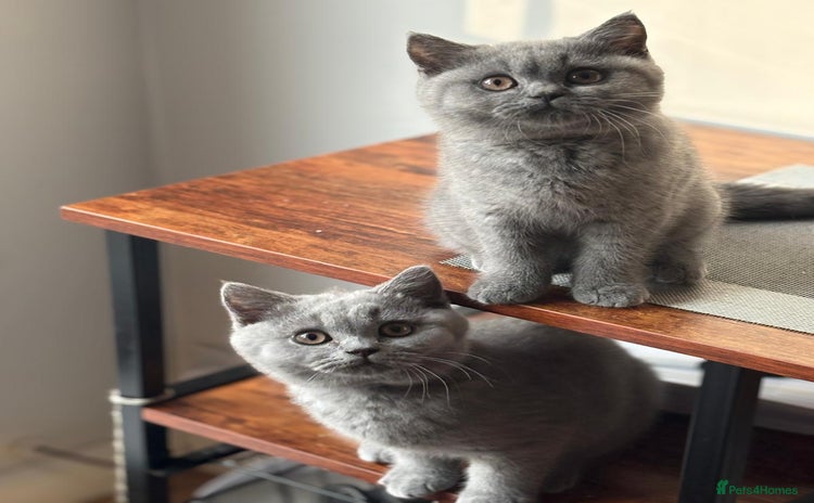 British Shorthair cats - Advert 6