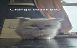 Ragdoll cats for sale: Ragdoll Kittens For Sale - Image 6