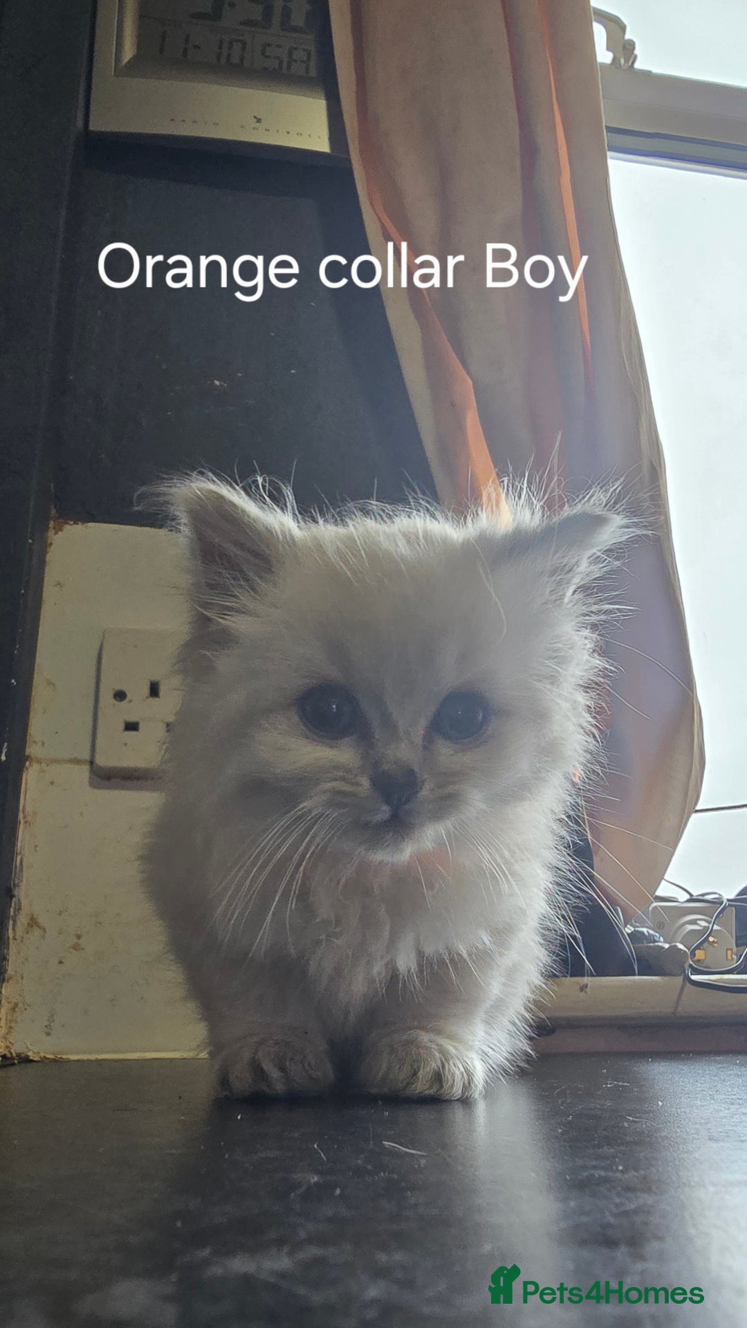 Ragdoll cats for sale: Ragdoll Kittens For Sale - Image 6