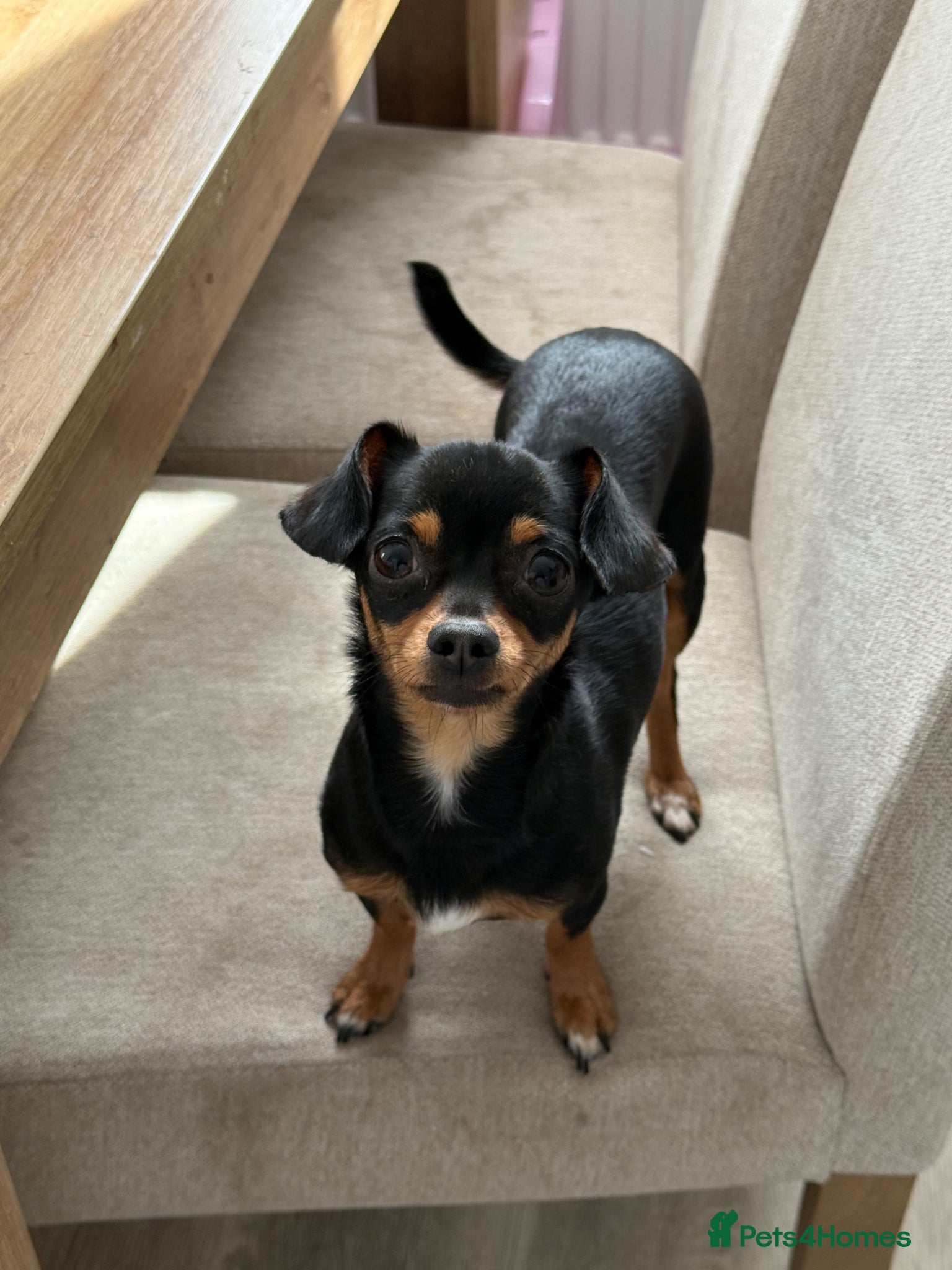 Chiweenie dogs Chiweenie - 1 year old peaches  - Advert 16