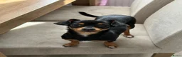 Chiweenie dogs for sale: Chiweenie - 1 year old peaches  - Advert 1