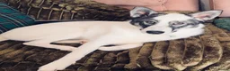 Siberian Husky dogs for sale: 6 months old Husky girl  in Glenrothes - Advert 1