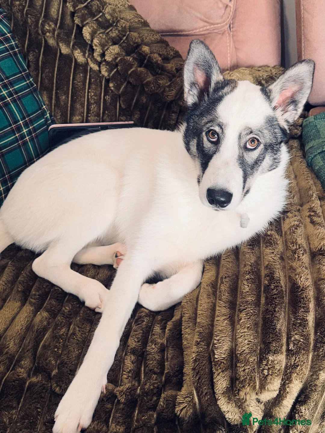 Siberian Husky dogs for sale: 6 months old Husky girl  in Glenrothes - Advert 1