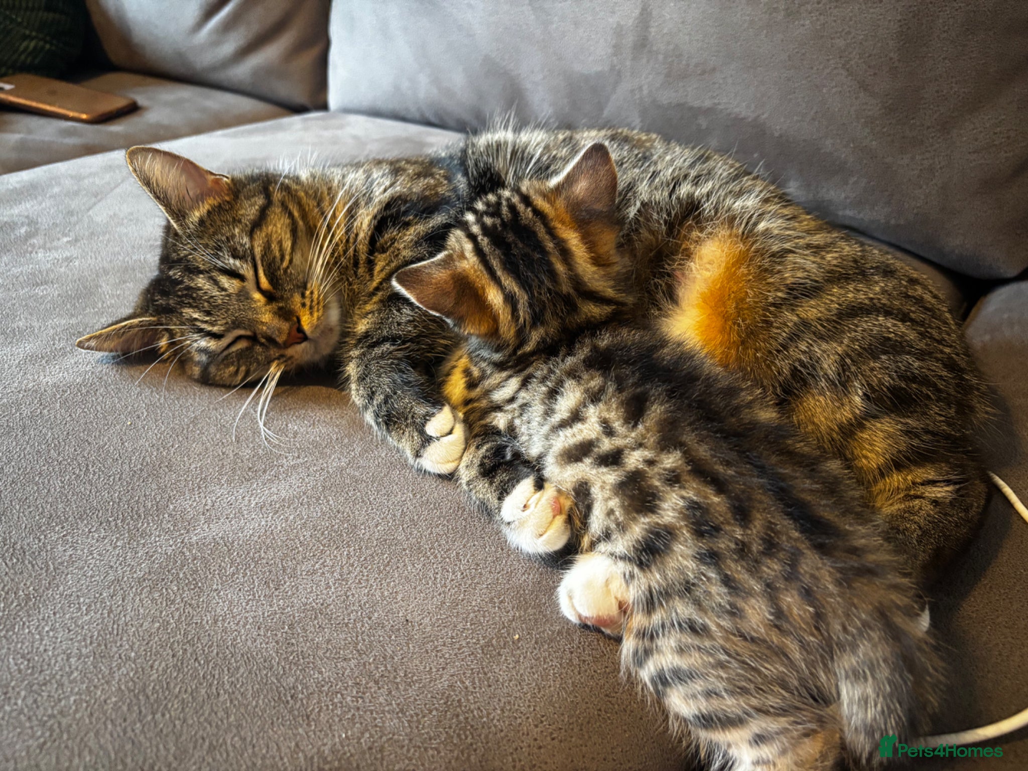 Mixed Breed cats Two adorable tabby kittens  - Advert 7
