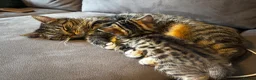 Mixed Breed cats for sale: Two adorable tabby kittens  - Advert 1