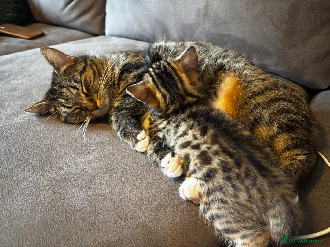 Mixed Breed cats for sale: Two adorable tabby kittens  - Advert 1