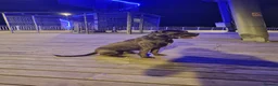 Cane Corso dogs for sale: 19 months Cane Corso male  in Bournemouth - Advert 6