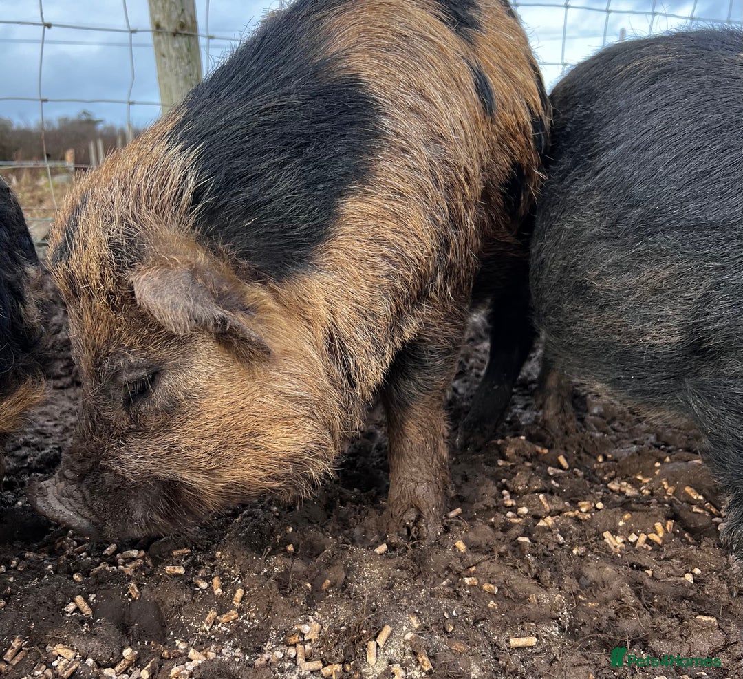 Pig livestock for sale: Kune kune cross boars, gilt and sow - Advert 9