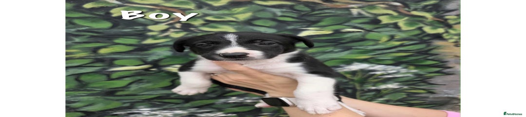 Border Collie Puppy 1