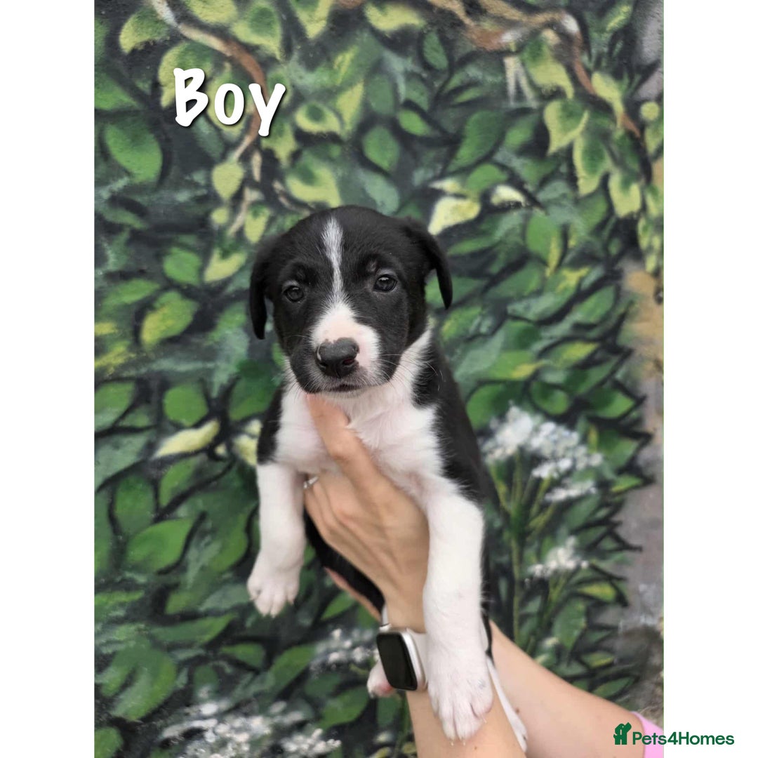 Border Collie dogs for sale: Collie puppy’s ready to go  - Image 2
