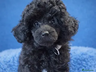 Toy Poodle dogs Toy poodle x Asian - Advert 18