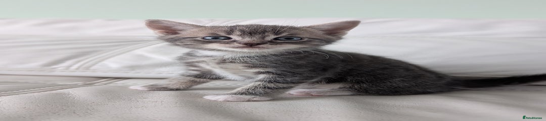 Domestic Shorthair Kitten 1