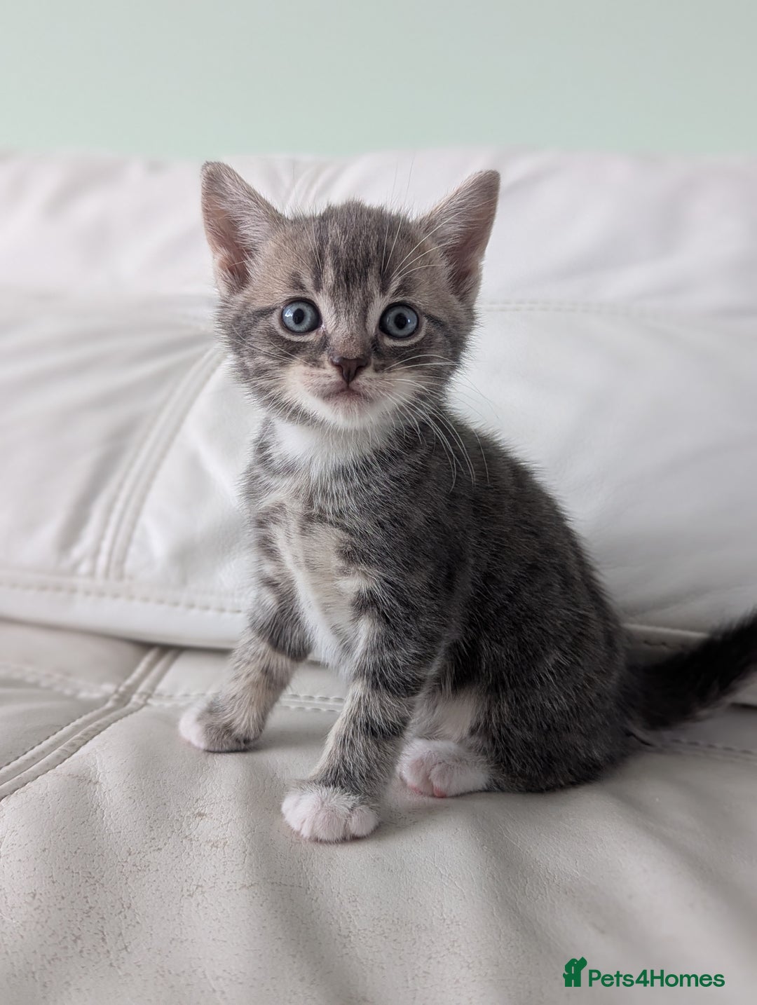 Domestic Shorthair cats for sale: 7 kittens are looking for new home - Image 2