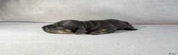 Miniature Dachshund dogs for sale: Quality Miniature Dachshunds - Advert 6