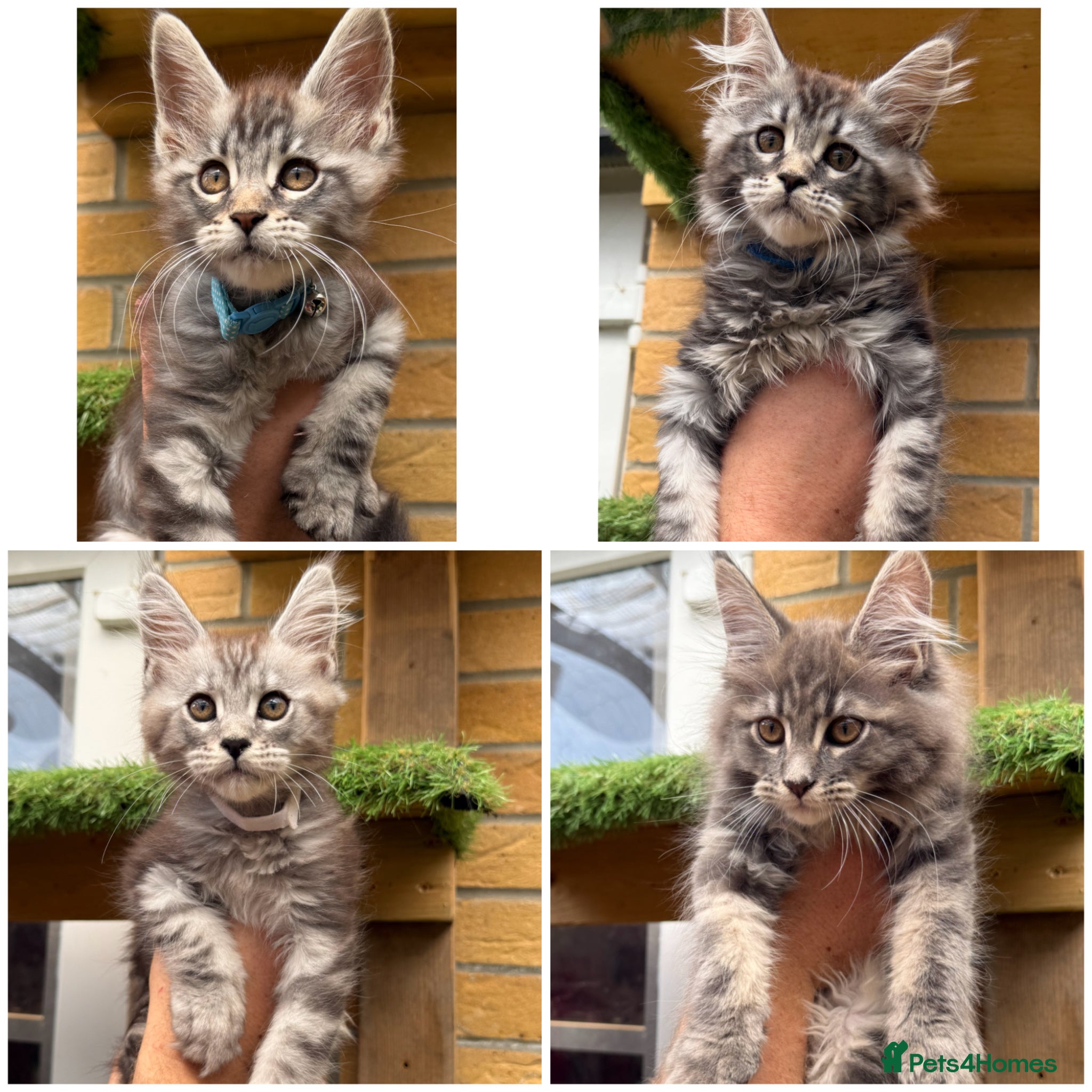 Maine Coon cats 5 Blue and Black smoke Maine Coon kittens left - Advert 1