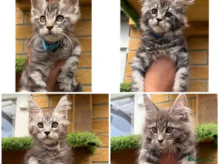Maine Coon cats for sale: 5 Blue and Black smoke Maine Coon kittens left - Advert 1