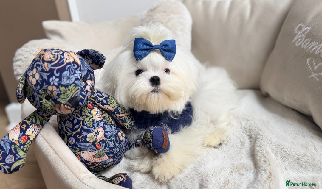 Maltese dogs for sale: Beautiful 6 month old Maltese Puppy Ready Now - Advert 7
