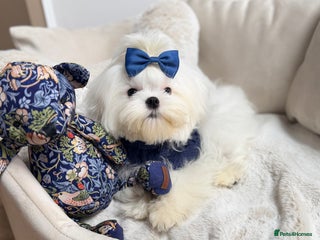 Maltese dogs Beautiful 6 month old Maltese Puppy Ready Now - Advert 11