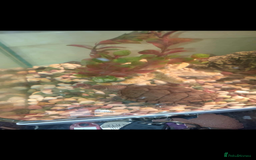 Turtle reptiles for sale: Black Musk Turtle - Image 3