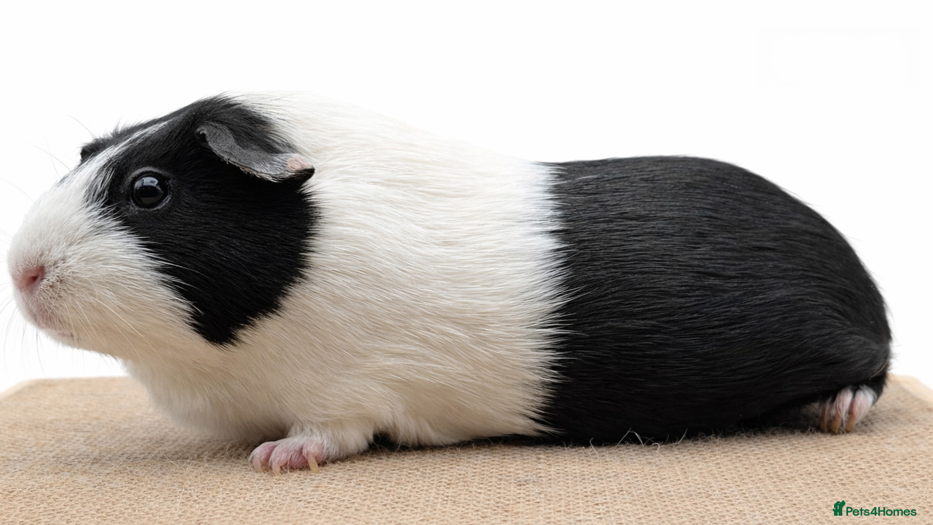 Guinea Pig rodents Dutch Guinea Pigs - Boys and Girls - Advert 2