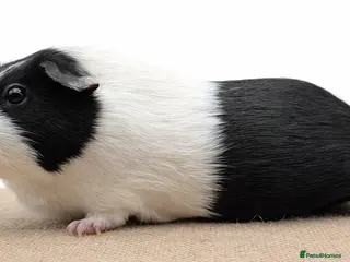 Guinea Pig rodents Dutch Guinea Pigs - Boys and Girls - Advert 10