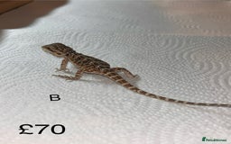 Bearded Dragon reptiles for sale: Various Baby Bearded Dragons For Sale - Advert 5