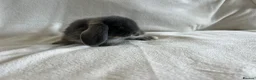 Mini Lop rabbits for sale: Mini Lops Ready to Leave Now - Advert 6