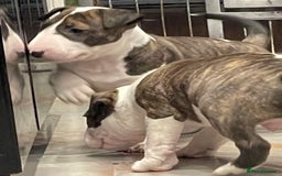 English Bull Terrier dogs for sale: Puppies Available  - Image 29