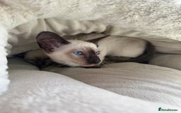 Siamese cats for sale: Siamese kittens - girls  - Image 19