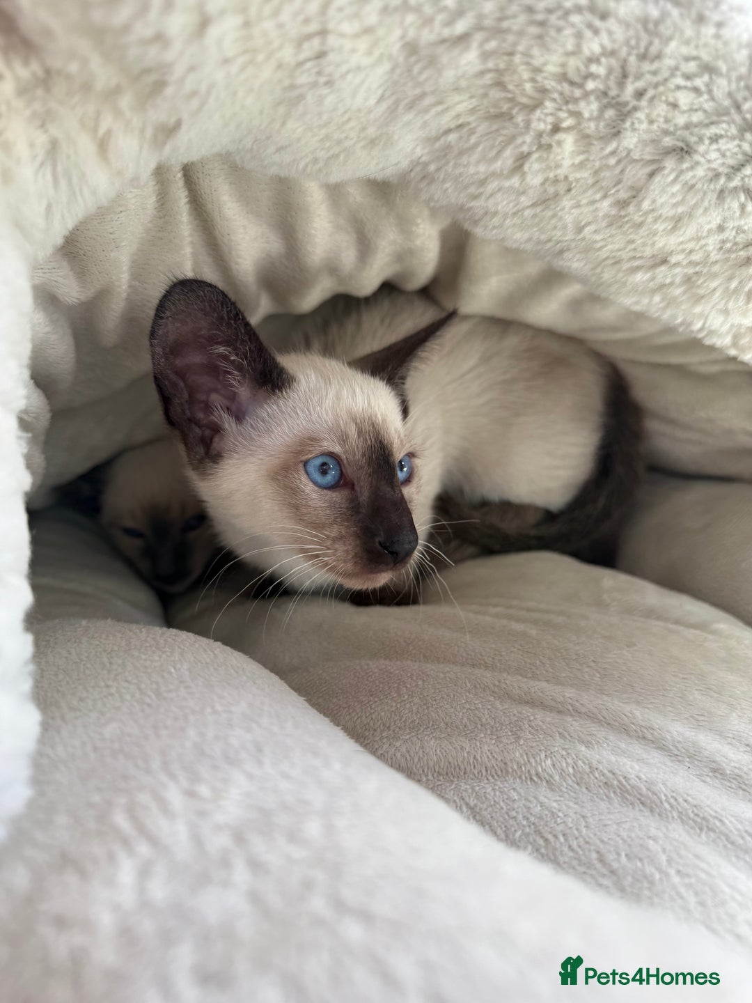 Siamese cats for sale: Siamese kittens - girls  - Image 19