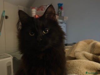Mixed Breed cats for sale - Advert 1