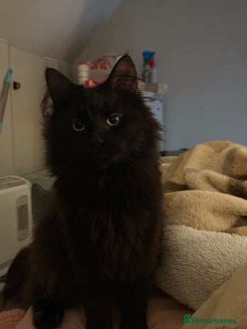 Mixed Breed cats - Advert 12