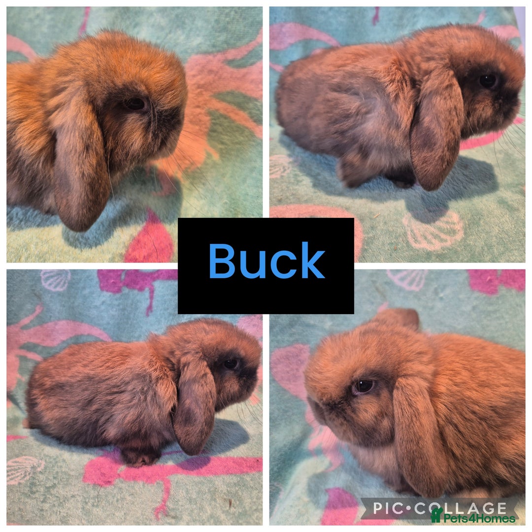 Mini Lop rabbits for sale: 6 gorgeous mini lops - Advert 6