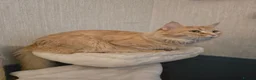 Maine Coon cats for sale: Red Maine Coon XXL Kittens - Advert 14