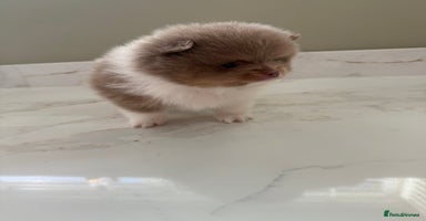 Pomeranian dogs Ready in 3 weeks! Two Beautiful teddy bear faced🐻 - Advert 7