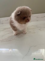 Pomeranian dogs Ready in 3 weeks! Two Beautiful teddy bear faced🐻 - Advert 5