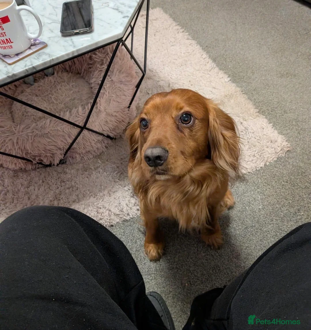 Cocker Spaniel dogs for sale: Working type Cocker spaniel - Advert 4