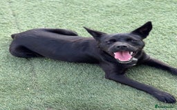 Mixed Breed dogs for adoption: Loving Beatrix looking For LOVE - Image 3