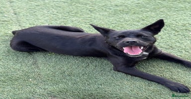 Mixed Breed dogs - Advert 3