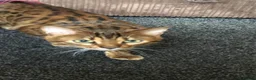 Bengal cats for sale: Bengal male unneutered - Advert 4