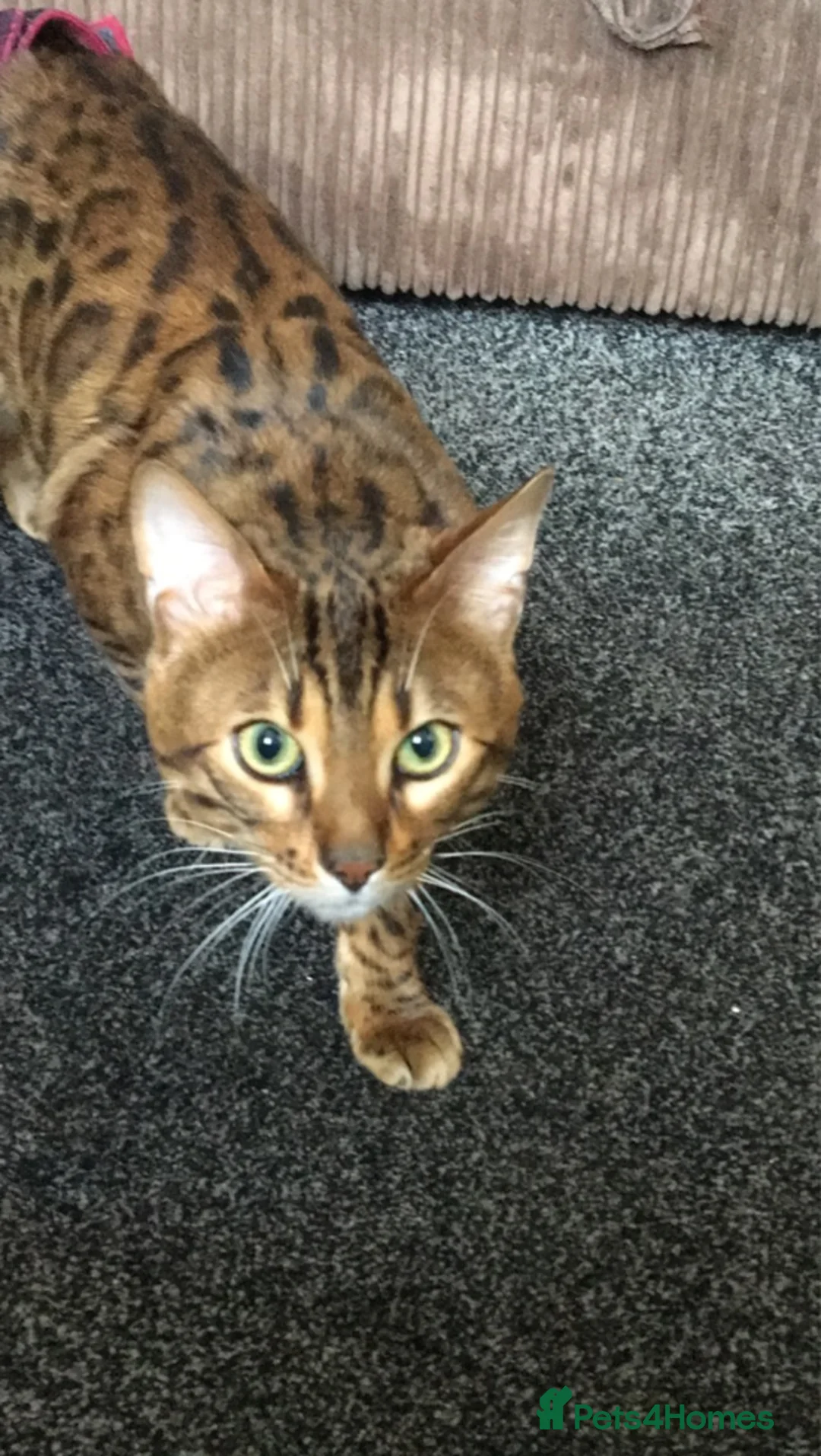 Bengal cats for sale: Bengal male unneutered - Advert 4