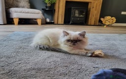 Persian cats for sale: Beautiful blue persian babies - Image 3