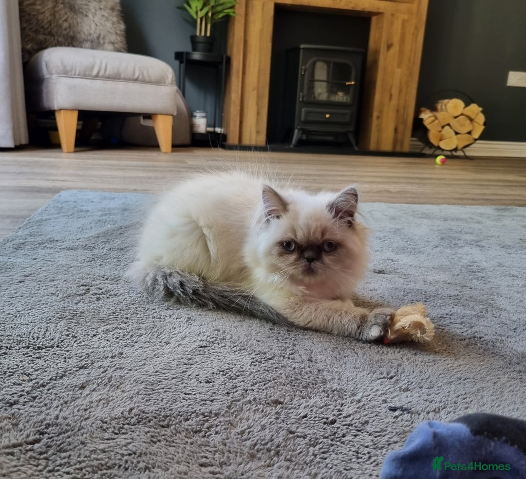 Persian cats for sale: Beautiful blue persian babies - Image 3