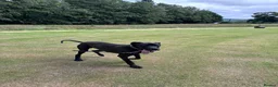 Great Dane dogs for stud: Proven KC Registered Great Dane for Stud - Advert 6