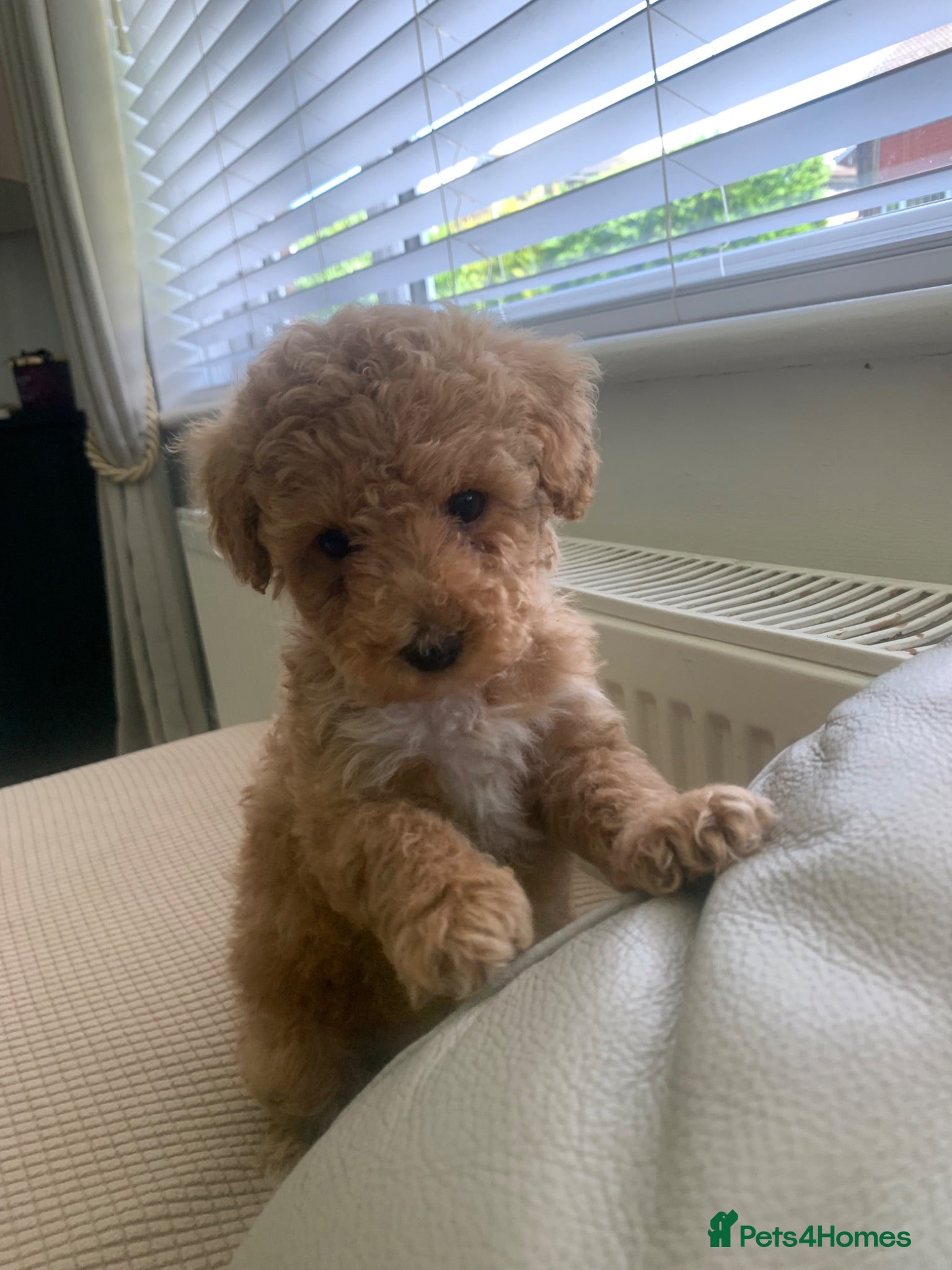 Toy Poodle dogs 🐩Outstanding Toy Poodle Puppies – Ready to view🐩 - Advert 2